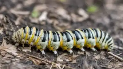 Top 7 de las orugas más raras del mundo que te dejarán boquiabierto