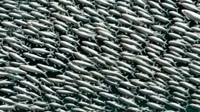 Top 5 de los peces más abundantes en el mar peruano que debes conocer