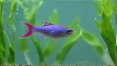 Top 8 de los peces más pequeños para acuario que te sorprenderán