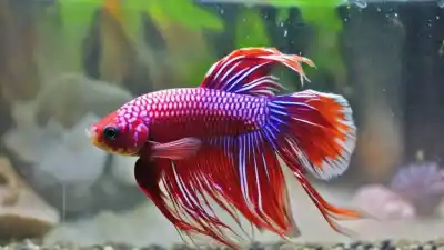 Top 10 de los peces más bonitos para acuario que te dejarán sin aliento