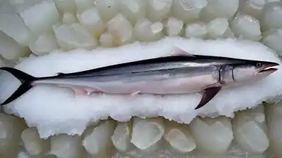 Los 5 peces con más mercurio que debes conocer para proteger tu salud