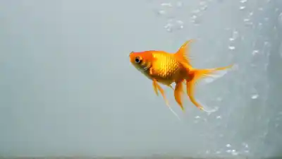Top 10 de los Peces Más Bonitos de Agua Fría que Te Dejarán Sin Aliento