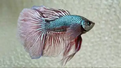 Top 7 de los Peces Betta Más Raros del Mundo que Te Dejarán Sin Aliento