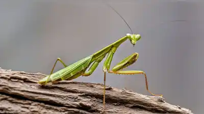 Top 7 Insectos Parecidos a las Mantis que te Sorprenderán