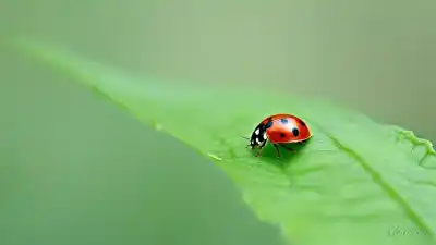 Top 7 Insectos Pequeños de Color Rojo que Te Sorprenderán