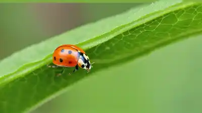 Top 5 Insectos Pequeños Naranjas Más Fascinantes Que Debes Conocer