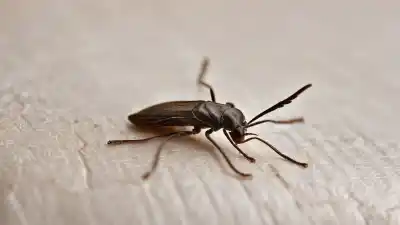Top 7 de los insectos pequeños más peligrosos del mundo que debes conocer