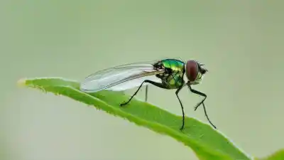 Top 5 Insectos Pequeños Transparentes Más Fascinantes de la Naturaleza