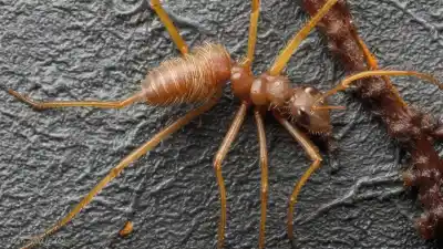 Top 5 Insectos Zombies Más Espeluznantes de la Naturaleza