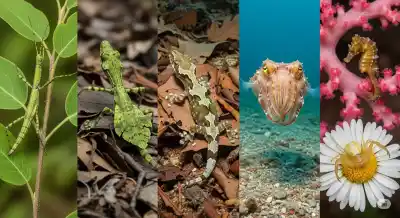 ¿Puedes Encontrarlos? Los 5 Camuflajes Animales Más Asombrosos del Mundo
