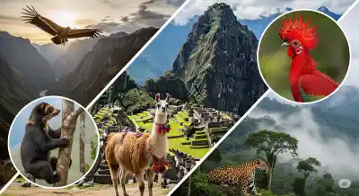 Top 5: Los Animales que son el Alma de Perú (Y Dónde Encontrarlos)