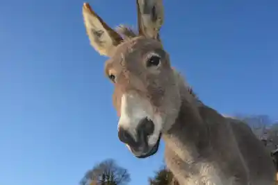 10 Fascinantes Animales con Orejas Largas: Descubre su Extraordinaria Adaptación