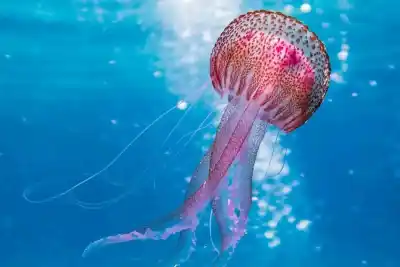 10 Curiosidades de las Medusas (Cnidaria) que te dejaran maravillado