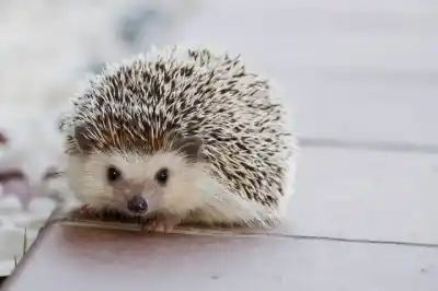 Descubre los Animales con Ojos Pequeños y Encantadores