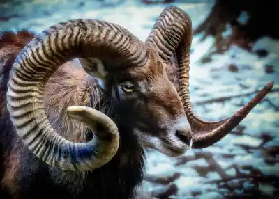 Los 10 Animales Más Grandes con Cuernos: Descubre a las Bestias Imponentes