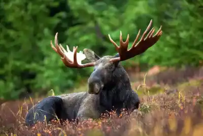 Los Impresionantes Animales con Cuernos Grandes: Descubre su Majestuosidad