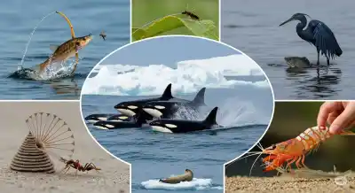 Ingenio Mortal: Las 5 Técnicas de Caza Más Asombrosas e Inteligentes del Reino Animal