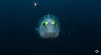 La Extraña Belleza del Océano: 5 Animales Acuáticos Más Raros del Planeta