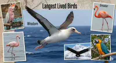 El Secreto de la Larga Vida: las 5 Aves Más Longevas del Planeta