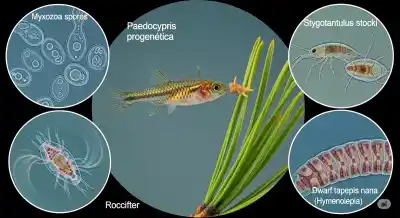 Vida Microscópica: 5 Animales Acuáticos Más Asombrosamente Pequeños