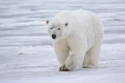 10 Increíbles Animales en Peligro de Extinción debido al Cambio Climático
