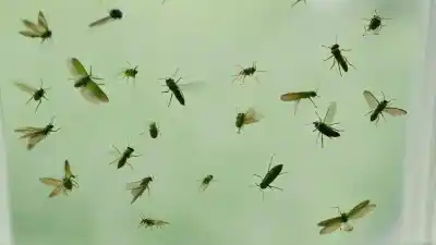 Top 5 Insectos Verdes Pequeños Voladores en Casa: Identifica a tus Visitantes