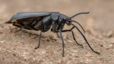 Top 10 de los insectos más peligrosos de Australia que te sorprenderán