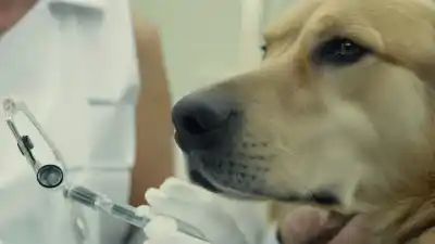 Top 5 de los Ácaros Más Comunes en Perros que Todo Dueño Debe Conocer