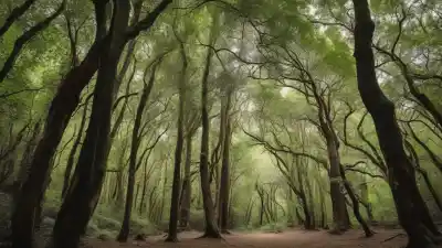 Top 10 Bosques Más Bonitos de España Que Te Dejarán Sin Aliento