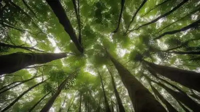 Top 5 de los bosques más importantes del mundo que debes conocer