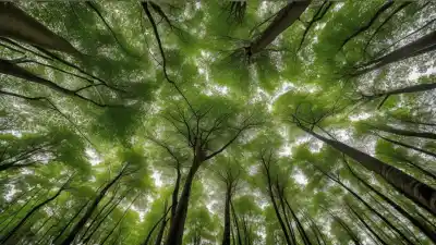 Los 5 Bosques Tropicales Más Importantes del Mundo Que Debes Conocer