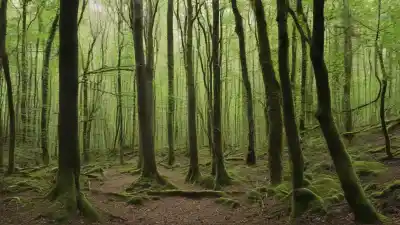 Top 10 de los bosques más bonitos de Cataluña que te dejarán sin aliento