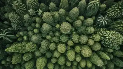 Top 5 de los Bosques Tropicales Más Grandes del Mundo que Debes Conocer