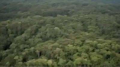 Top 7 Bosques Más Amenazados del Mundo Que Necesitan Nuestra Ayuda Urgente