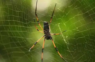 Top 5 de las telas de araña más resistentes del mundo que te sorprenderán