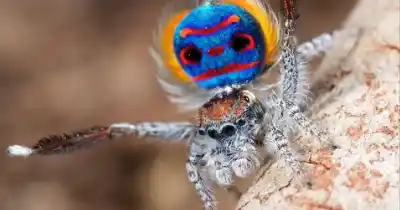 Top 10 de las arañas más bonitas del mundo que te sorprenderán