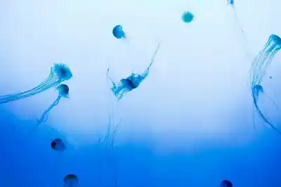 10 Curiosidades asombrosas del Plancton que tienes que conocer