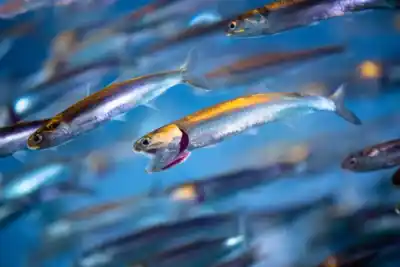 10 Curiosidades Fascinantes de las Anchoas (Engraulidae)