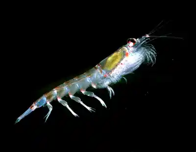 10 Cosas que tienes que saber del Krill Antártico (Euphausia superba)