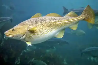 10 Curiosidades del Bacalao del Atlántico (Gadus morhua) que tienes que conocer
