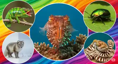 5 Superhéroes de la Naturaleza que Cambian de Color a Voluntad