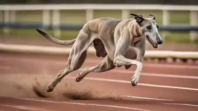 Top 10 Perros Más Rápidos del Mundo: Velocidad Canina en Acción