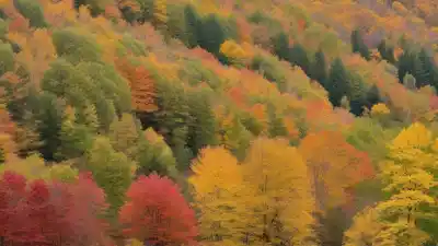 Top 5 Árboles que Cambian de Color: Un Espectáculo Natural que Debes Conocer