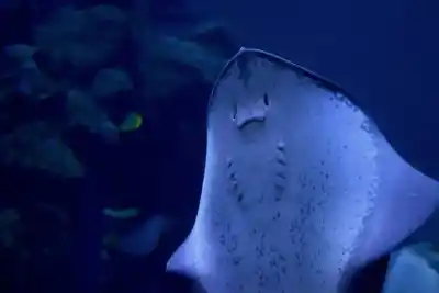 10 Ejemplos Fascinantes de Animales con Respiración Branquial