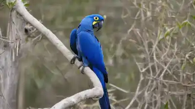 Top 6 de las Aves Más Traficadas del Mundo que Necesitas Conocer