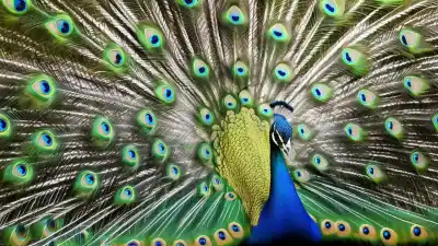 Top 7 de las aves más elegantes del mundo que te dejarán sin aliento