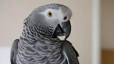 Top 5 de las Aves Domésticas Más Inteligentes que Te Sorprenderán