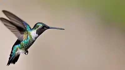 Top 5 de las aves más pequeñas del mundo que te sorprenderán