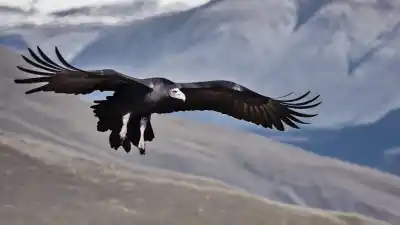 Top 5 de las Aves Más Grandes de Argentina que Te Sorprenderán