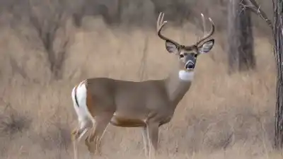 Top 5 de los animales más cazados en México que te sorprenderán